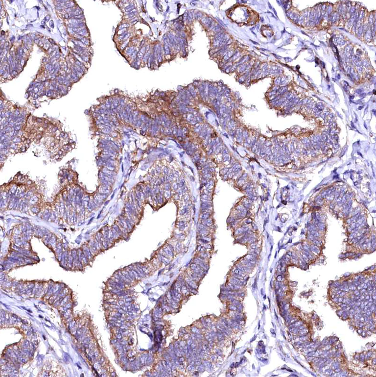 Immunohistochemistry (Formalin/PFA-fixed paraffin-embedded sections) - Anti-GPR176 antibody (AB122605)