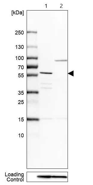 Western blot - Anti-GPR176 antibody (AB122605)