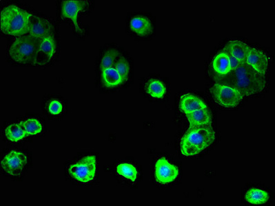 Immunocytochemistry/ Immunofluorescence - Anti-GPR176 antibody (AB236970)