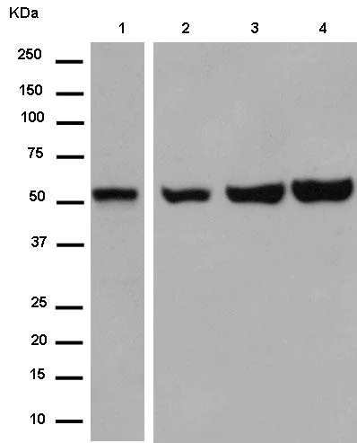 Western blot - Anti-GPR176 antibody [EPR13983] - N-terminal (AB184558)