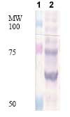 Western blot - Anti-GPR177/WLS antibody (AB72385)