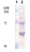 Western blot - Anti-GPR177/WLS antibody (AB72385)