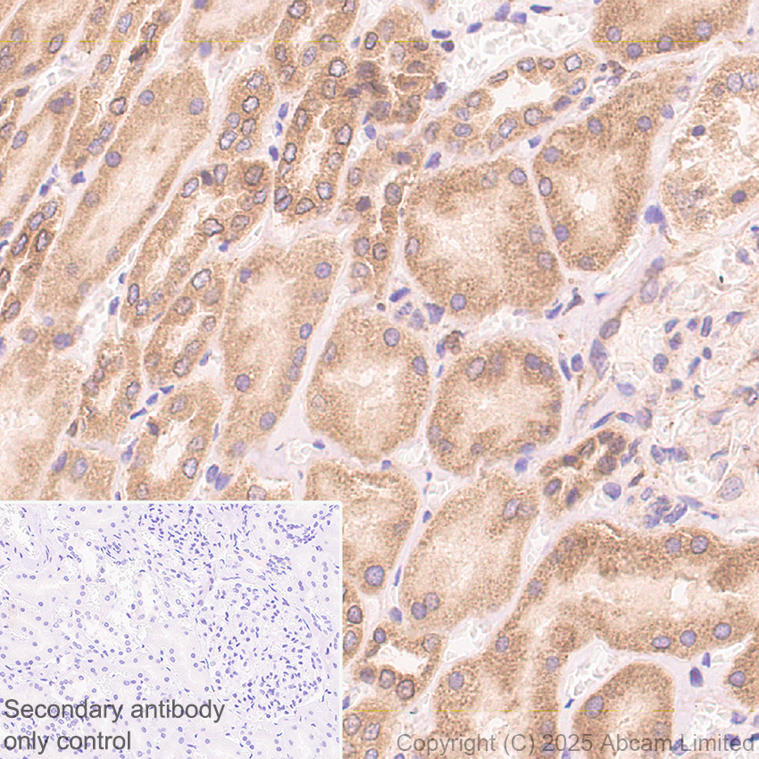 Immunohistochemistry (Formalin/PFA-fixed paraffin-embedded sections) - Anti-GPR177/WLS antibody [EPR29686-521] (AB323884), expandable thumbnail