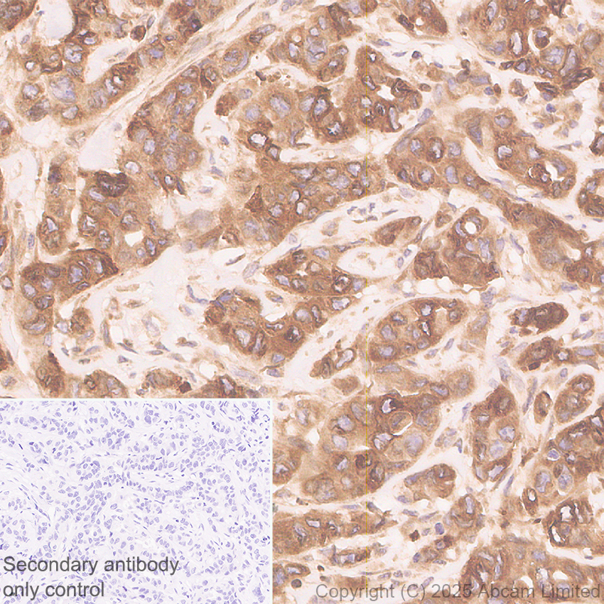 Immunohistochemistry (Formalin/PFA-fixed paraffin-embedded sections) - Anti-GPR177/WLS antibody [EPR29686-521] (AB323884), expandable thumbnail