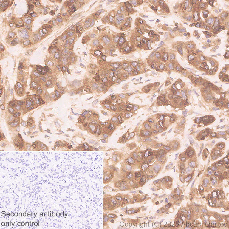 Immunohistochemistry (Formalin/PFA-fixed paraffin-embedded sections) - Anti-GPR177/WLS antibody [EPR29686-521] (AB323884)