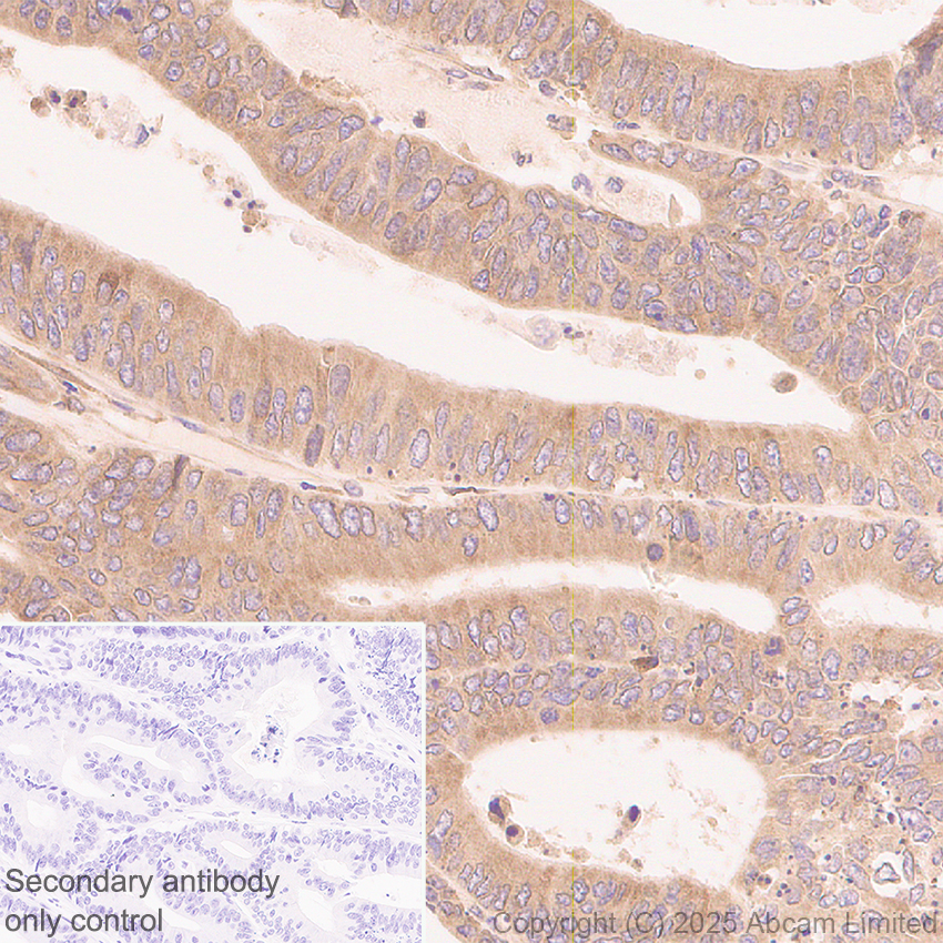 Immunohistochemistry (Formalin/PFA-fixed paraffin-embedded sections) - Anti-GPR177/WLS antibody [EPR29686-521] (AB323884), expandable thumbnail