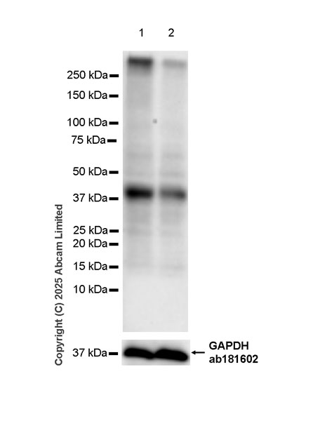 Western blot - Anti-GPR177/WLS antibody [EPR29686-569] (AB323481), expandable thumbnail