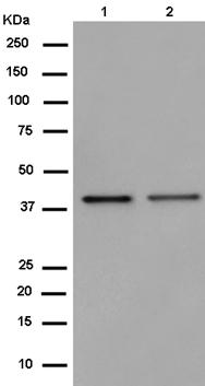Western blot - Anti-GPR182 antibody [EPR14327] - BSA and Azide free (AB250614), expandable thumbnail
