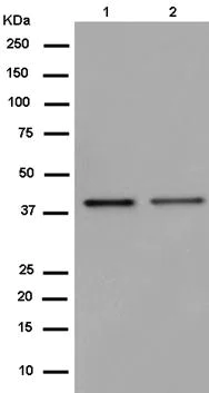 Western blot - Anti-GPR182 antibody [EPR14327] - BSA and Azide free (AB250614)
