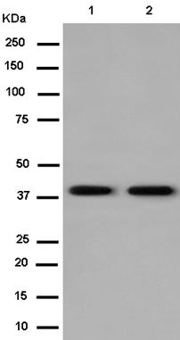 Western blot - Anti-GPR182 antibody [EPR14327] - BSA and Azide free (AB250614), expandable thumbnail