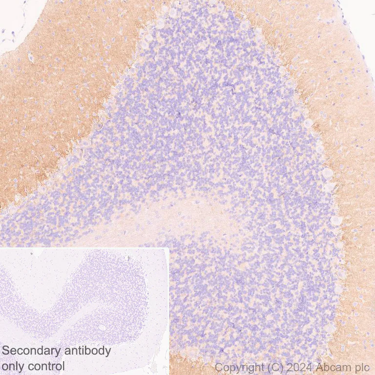 Immunohistochemistry (Formalin/PFA-fixed paraffin-embedded sections) - Anti-GPR37L1 antibody [EPR29125-35] (AB317624)