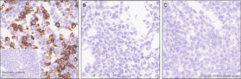 Immunohistochemistry (Formalin/PFA-fixed paraffin-embedded sections) - Anti-GPR37L1 antibody [EPR29125-35] (AB317624)