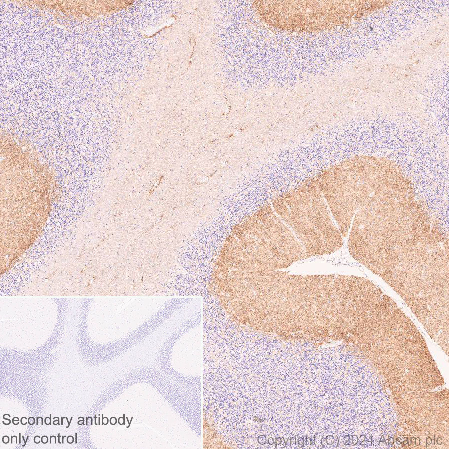 Immunohistochemistry (Formalin/PFA-fixed paraffin-embedded sections) - Anti-GPR37L1 antibody [EPR29125-35] - BSA and Azide free (ab317625), expandable thumbnail