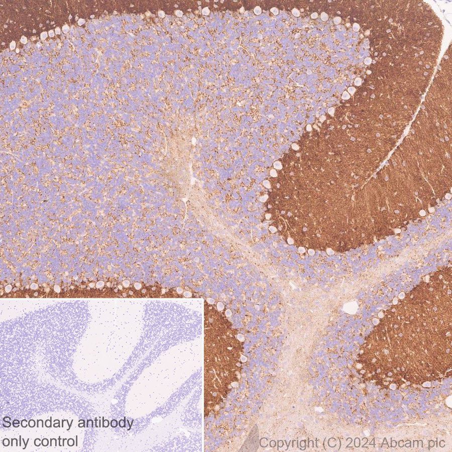 Immunohistochemistry (Formalin/PFA-fixed paraffin-embedded sections) - Anti-GPR37L1 antibody [EPR29125-35] - BSA and Azide free (ab317625), expandable thumbnail