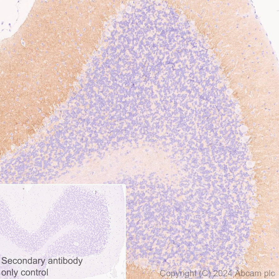 Immunohistochemistry (Formalin/PFA-fixed paraffin-embedded sections) - Anti-GPR37L1 antibody [EPR29125-35] - BSA and Azide free (ab317625), expandable thumbnail