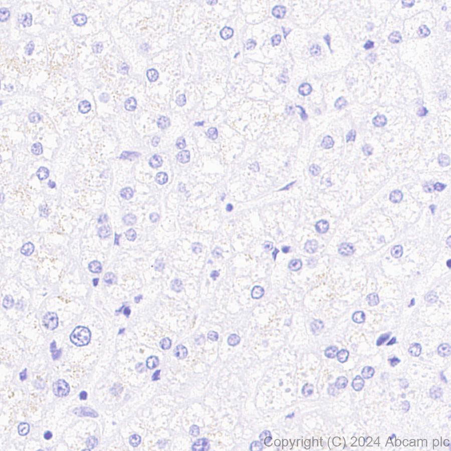 Immunohistochemistry (Formalin/PFA-fixed paraffin-embedded sections) - Anti-GPR37L1 antibody [EPR29125-35] - BSA and Azide free (ab317625), expandable thumbnail