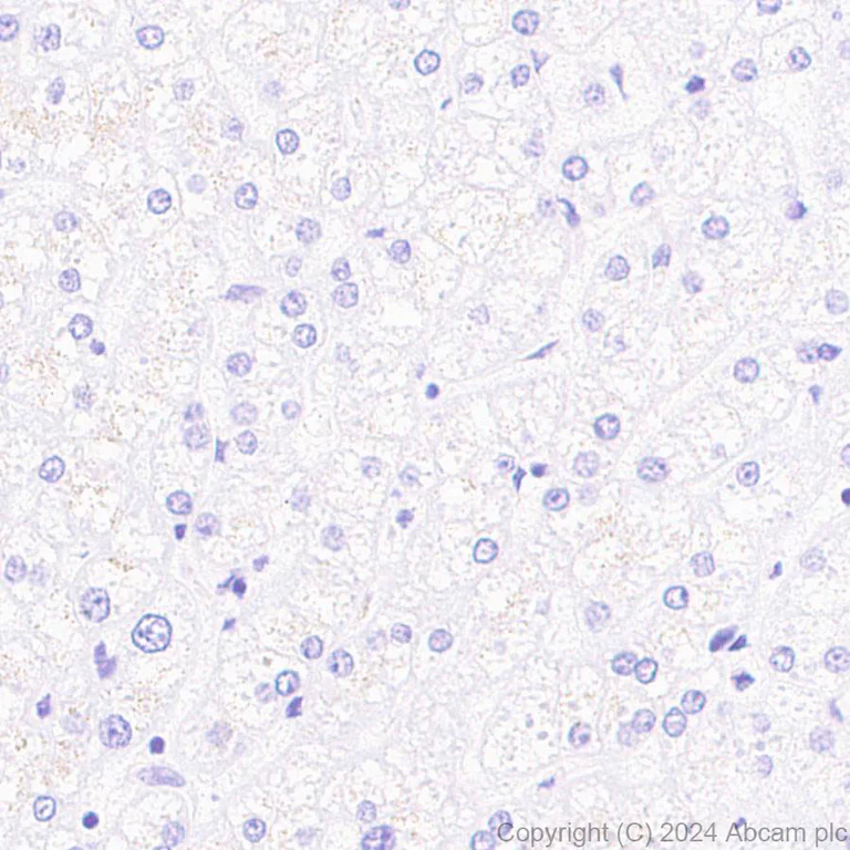 Immunohistochemistry (Formalin/PFA-fixed paraffin-embedded sections) - Anti-GPR37L1 antibody [EPR29125-35] - BSA and Azide free (AB317625)
