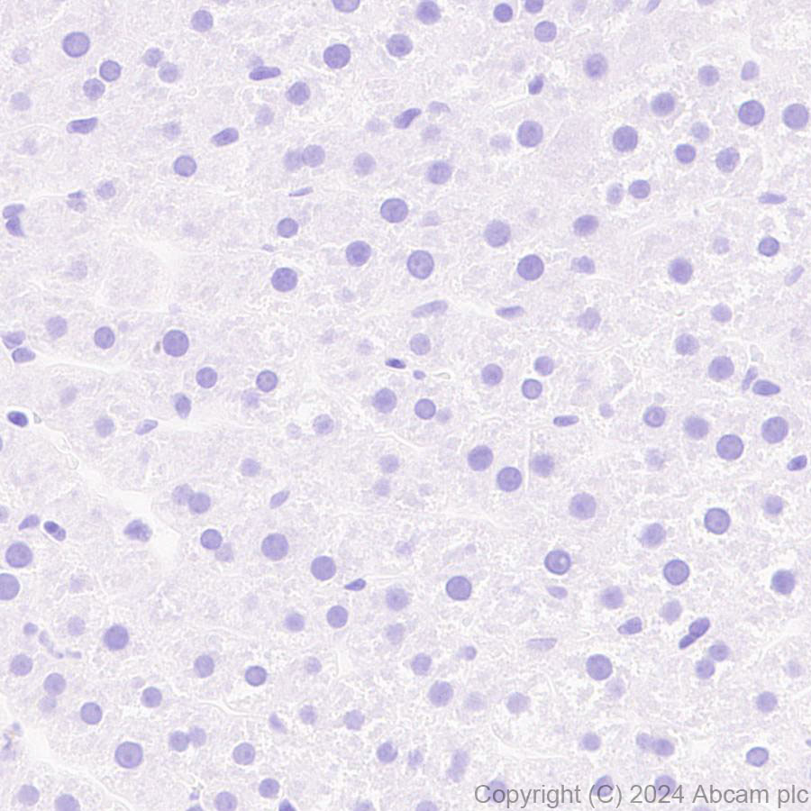 Immunohistochemistry (Formalin/PFA-fixed paraffin-embedded sections) - Anti-GPR37L1 antibody [EPR29125-35] - BSA and Azide free (ab317625), expandable thumbnail