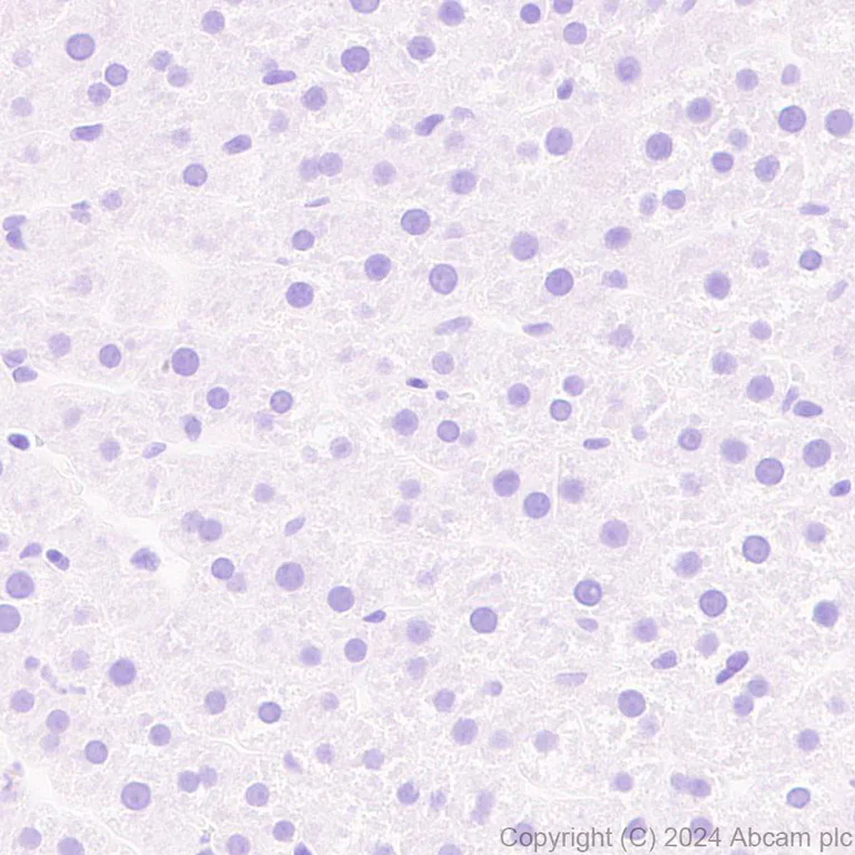 Immunohistochemistry (Formalin/PFA-fixed paraffin-embedded sections) - Anti-GPR37L1 antibody [EPR29125-35] - BSA and Azide free (AB317625)