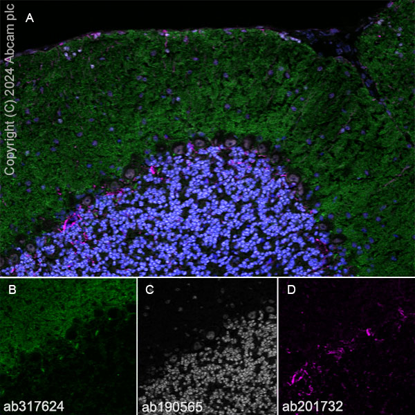 Immunohistochemistry (Frozen sections) - Anti-GPR37L1 antibody [EPR29125-35] - BSA and Azide free (AB317625), expandable thumbnail