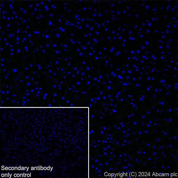 Immunohistochemistry (Frozen sections) - Anti-GPR37L1 antibody [EPR29125-35] - BSA and Azide free (AB317625), expandable thumbnail