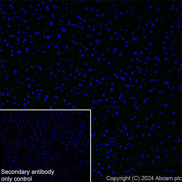 Immunohistochemistry (Frozen sections) - Anti-GPR37L1 antibody [EPR29125-35] - BSA and Azide free (AB317625)