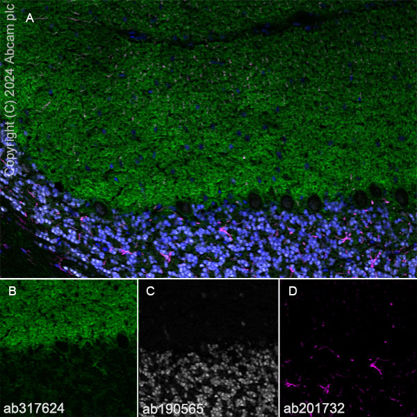 Immunohistochemistry (Frozen sections) - Anti-GPR37L1 antibody [EPR29125-35] - BSA and Azide free (AB317625), expandable thumbnail