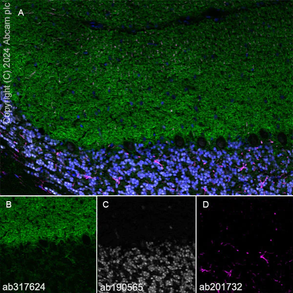 Immunohistochemistry (Frozen sections) - Anti-GPR37L1 antibody [EPR29125-35] - BSA and Azide free (AB317625)