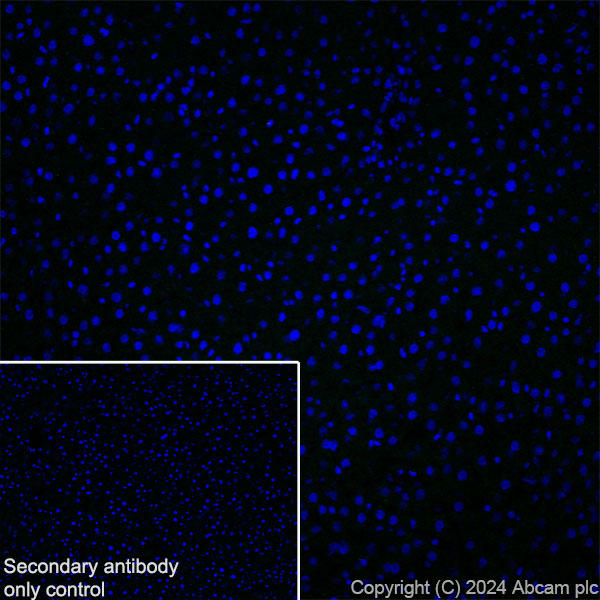 Immunohistochemistry (Frozen sections) - Anti-GPR37L1 antibody [EPR29125-35] - BSA and Azide free (AB317625), expandable thumbnail