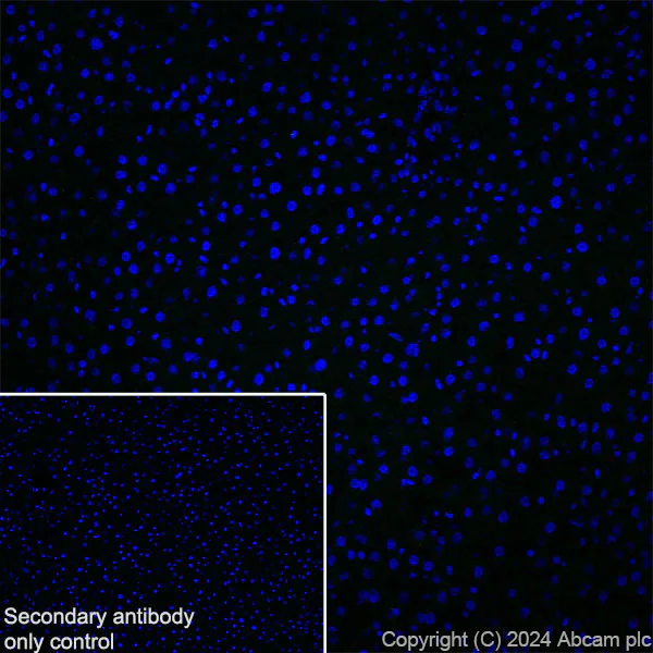 Immunohistochemistry (Frozen sections) - Anti-GPR37L1 antibody [EPR29125-35] - BSA and Azide free (AB317625)