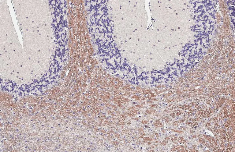 Immunohistochemistry (Formalin/PFA-fixed paraffin-embedded sections) - Anti-GPR40 antibody [HL3956] - BSA and Azide free (AB327627)