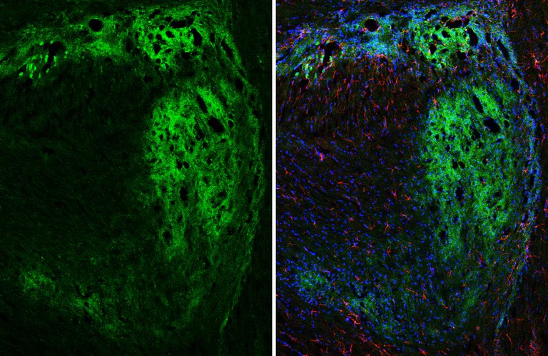 Immunohistochemistry (Frozen sections) - Anti-GPR40 antibody [HL3956] - BSA and Azide free (AB327627)