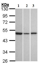 Western blot - Anti-GPR54 antibody (AB137483)