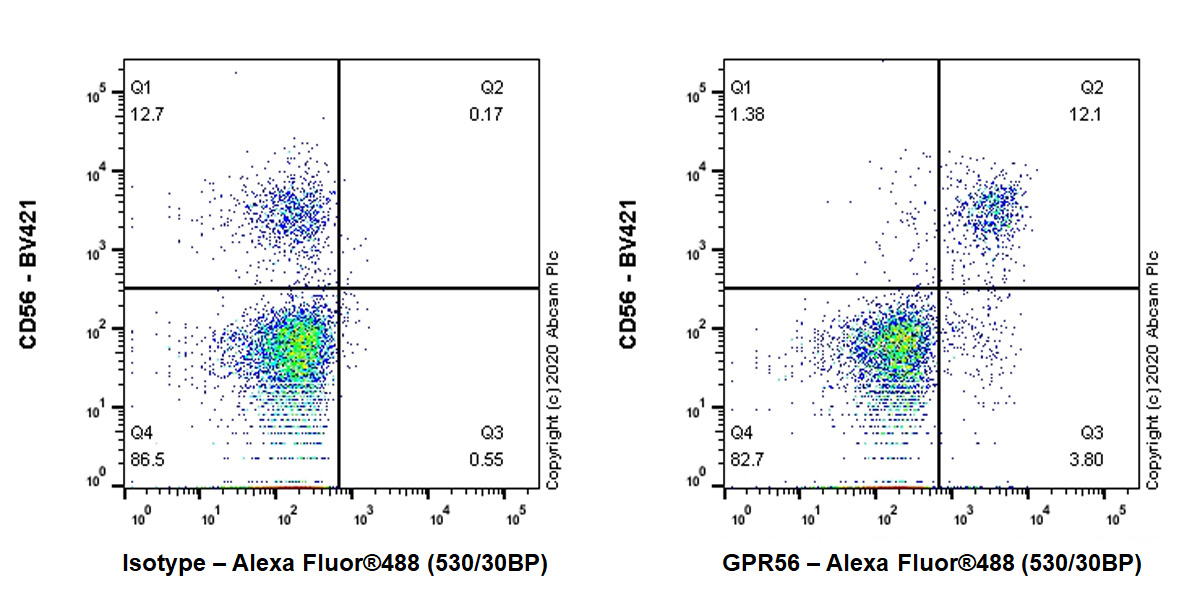 Flow Cytometry - Anti-GPR56 antibody [EPR23908-109] (AB259820), expandable thumbnail