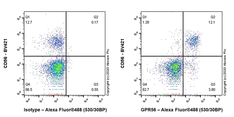 Flow Cytometry - Anti-GPR56 antibody [EPR23908-109] - BSA and Azide free (AB274428)