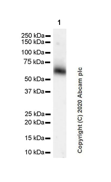 Western blot - Anti-GPR56 antibody [EPR23908-115] - BSA and Azide free (AB274429)