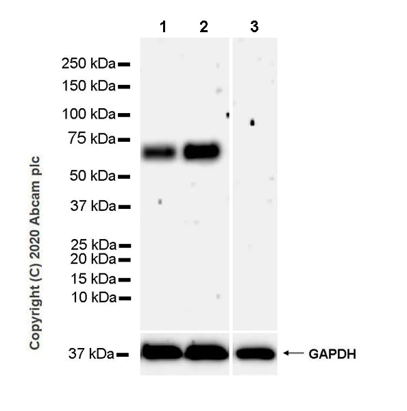 Western blot - Anti-GPR56 antibody [EPR23908-115] - BSA and Azide free (AB274429)