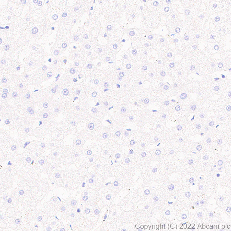 Immunohistochemistry - Anti-GPR56 antibody [EPR26546-78] - BSA and Azide free (AB302910)