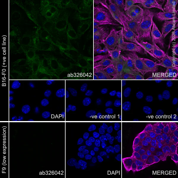 Anti-GPR56 antibody [RM2094] (ab326042) | Abcam