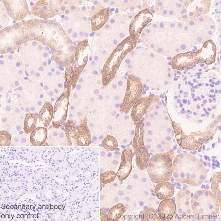 Immunohistochemistry (Formalin/PFA-fixed paraffin-embedded sections) - Anti-GPR56 antibody [RM2094] (AB326042)
