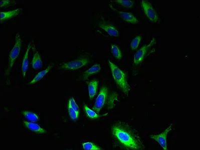 Immunocytochemistry/ Immunofluorescence - Anti-GPR83 antibody (AB237610)