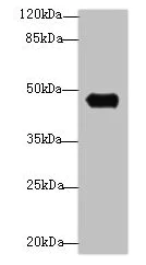 Western blot - Anti-GPR83 antibody (AB237610)