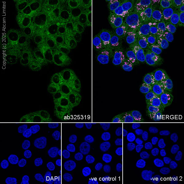Immunocytochemistry/ Immunofluorescence - Anti-GPR89a antibody [EPR29290-504] (AB325319)