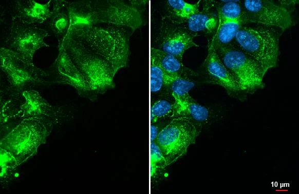 Immunocytochemistry/ Immunofluorescence - Anti-GPRC5A antibody [HL1864] - BSA and Azide free (AB325861)