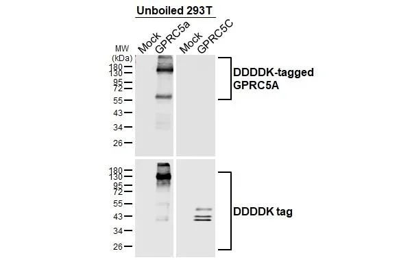 Western blot - Anti-GPRC5A antibody [HL1864] - BSA and Azide free (AB325861)