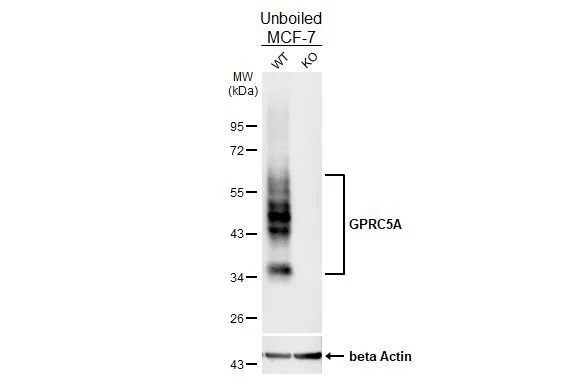 Western blot - Anti-GPRC5A antibody [HL1864] - BSA and Azide free (AB325861)