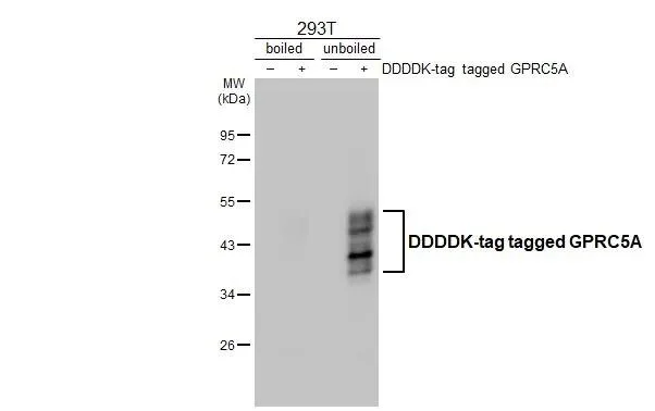 Western blot - Anti-GPRC5A antibody [HL1864] - BSA and Azide free (AB325861)