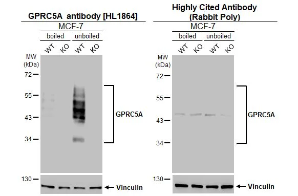 Western blot - Anti-GPRC5A antibody [HL1864] - BSA and Azide free (AB325861)