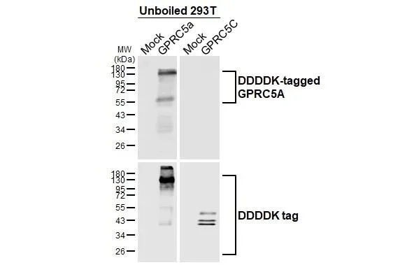 Western blot - Anti-GPRC5A antibody [HL3393] - BSA and Azide free (AB325862)