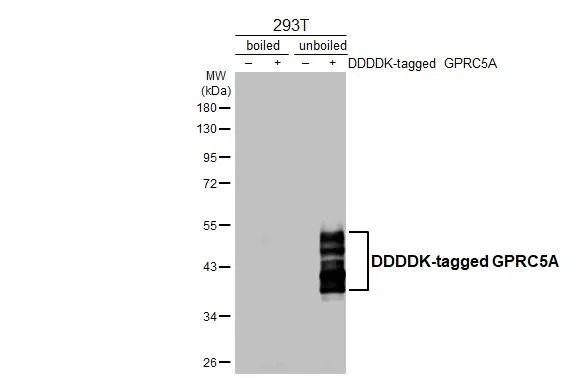 Western blot - Anti-GPRC5A antibody [HL3393] - BSA and Azide free (AB325862)